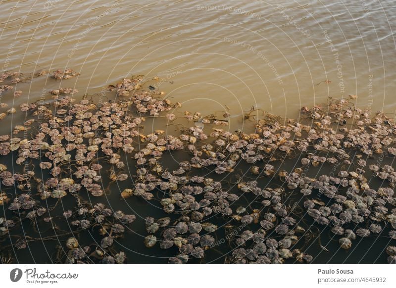 Getrocknete Wasserlilien Seerosen Seerosenblatt Seerosenteich Fluss Winter Natur Teich Pflanze Farbfoto Außenaufnahme Menschenleer grün Blatt Tag Garten