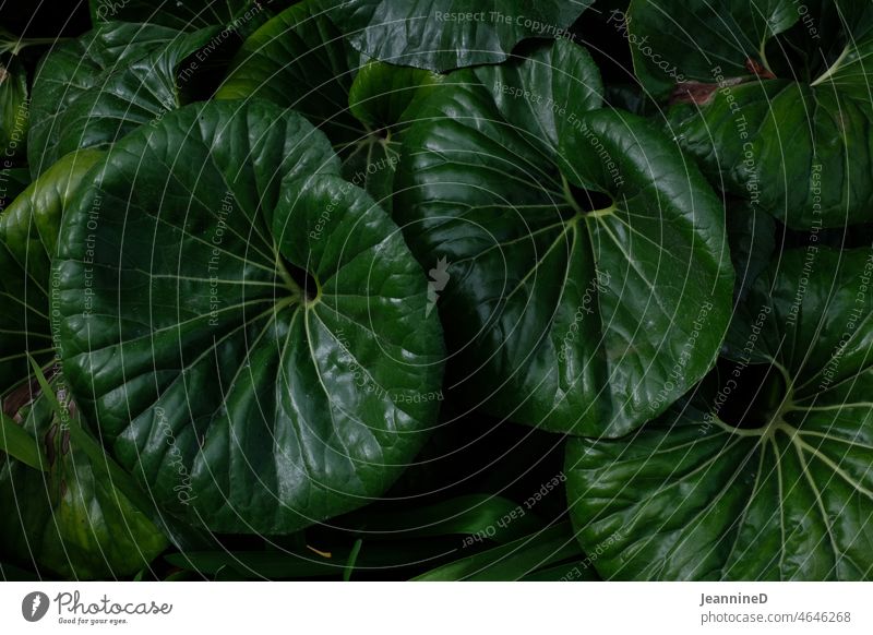 grosse grüne Blätter Grünpflanze Pflanze Natur Blatt grosse Blätter Hintergrund Botanik wachsen verdeckt Botanischer Garten Tropischer Garten Gewächshaus