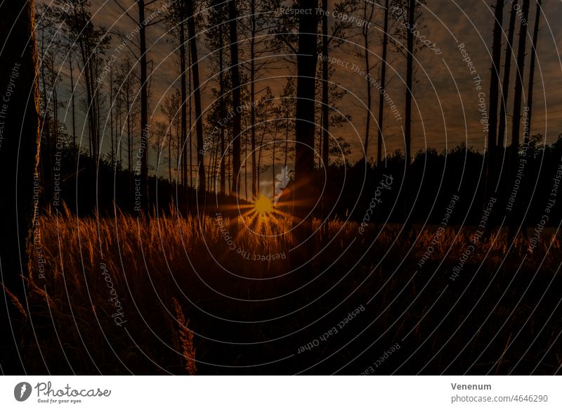 Kurz vor Sonnenuntergang in einem Kiefernwald, wildes Gras glüht in der Sonne, Sonnenstern leuchtet durch die Bäume Wälder Baum Waldboden Bodenanlagen Unkraut