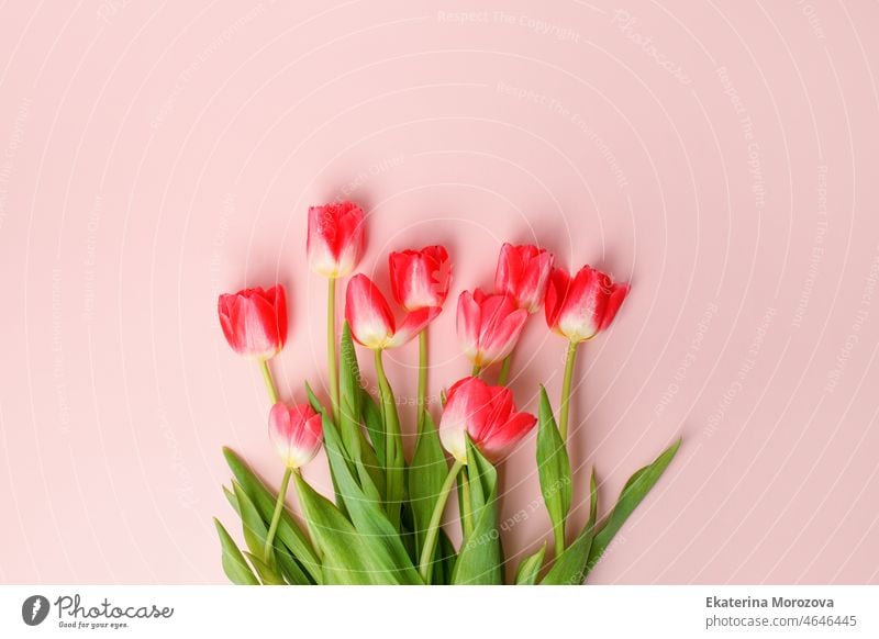 Rosa bunte Urlaub Banner. Blumenstrauß von rosa Tulpen auf Pastell Hintergrund. Muttertag, Valentinstag, Geburtstag, Hochzeit Feier Konzept. Hallo Frühling, Kopierraum, Draufsicht, Grußkarten-Banner