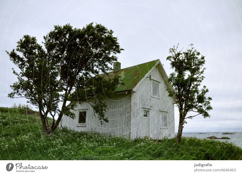 Norwegen Haus Hütte Meer Fjord Küste Baum Traumhaus Vesteralen Natur Einsamkeit Einfamilienhaus Häusliches Leben Idylle Landschaft natürlich wild grün Erholung