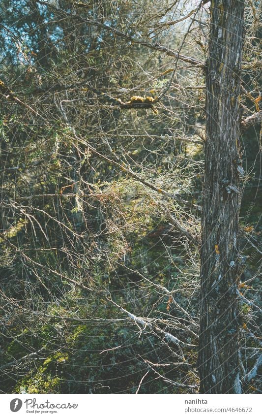 Böses Bild eines alten Laubwaldes Wald Baum verzaubert böse grün Sommer Sonne Sonnenlicht Steine Bäume . laubabwerfende Bäume nackte erkunden Schönheit