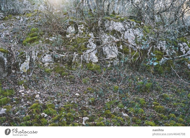 Böses Bild eines alten Laubwaldes Wald Baum verzaubert böse grün Sommer Sonne Sonnenlicht Steine Bäume . laubabwerfende Bäume nackte erkunden Schönheit