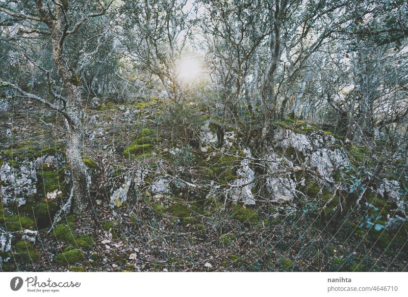 Böses Bild eines alten Laubwaldes Wald Baum verzaubert böse grün Sommer Sonne Sonnenlicht Steine Bäume . laubabwerfende Bäume nackte erkunden Schönheit