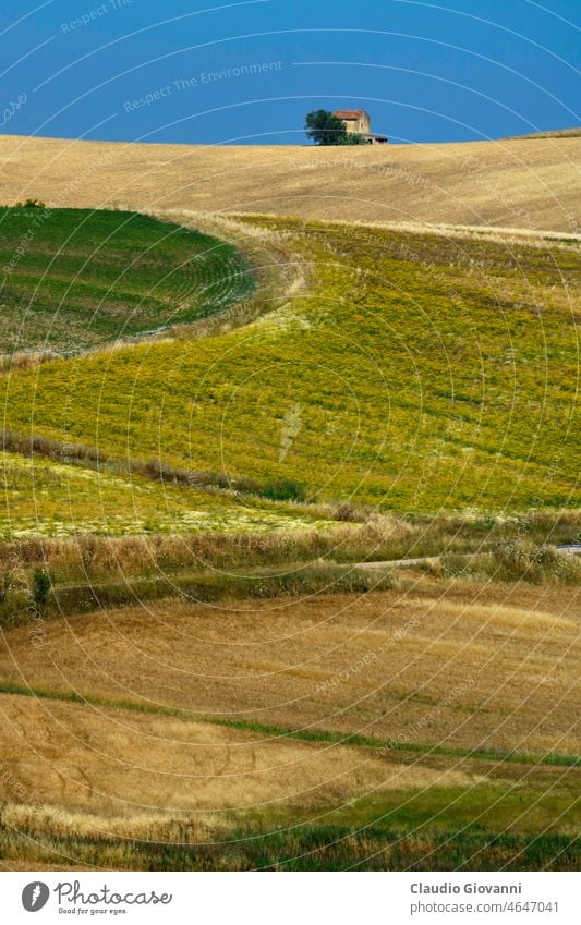 Landschaft entlang der Straße von Termoli nach Serracapriola, Süditalien Adriatico Apulien Campobasso Europa Foggia Italien Juni Molise Ackerbau Farbe Tag Feld