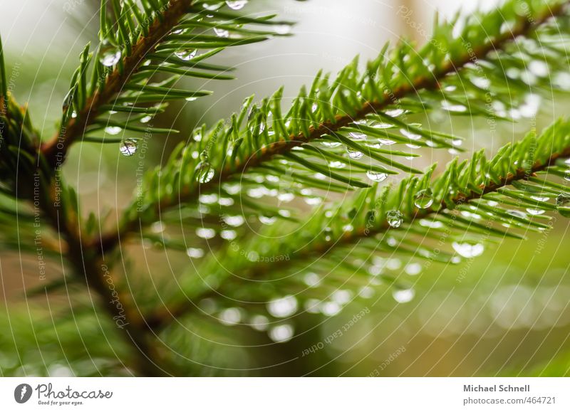 Regen Pflanze Baum Tanne Nadelbaum Tannennadel Wald nass stachelig grün Wassertropfen Farbfoto Außenaufnahme Menschenleer Tag Schwache Tiefenschärfe