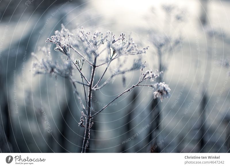 Überfrorener Samenstand einer Blütenstaude an einem frostigen Wintermorgen Frost Winterstimmung Fruchtstand Pflanze Wasserdost vertrocknet verblüht Natur