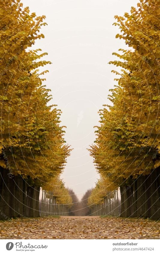 Baumallee im Herbst herbst gelb blätter baumallee Weg herbstlich bäume Landschaft Natur Außenaufnahme Herbstlaub Blätter Herbstfärbung Herbststimmung