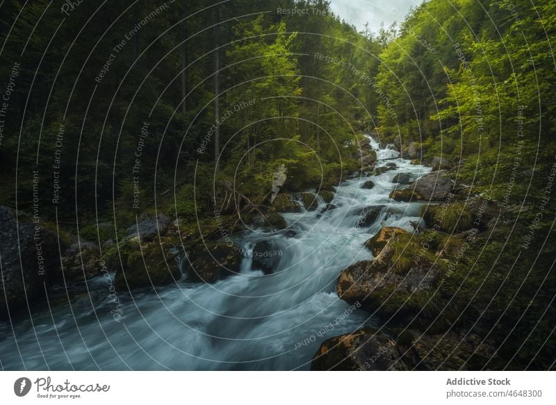 Schneller Bach, der durch Bäume fließt Wasser strömen Wald Baum Natur Waldgebiet Ufer Wälder Stein Landschaft Umwelt Pflanze fließen malerisch Flora Fluss