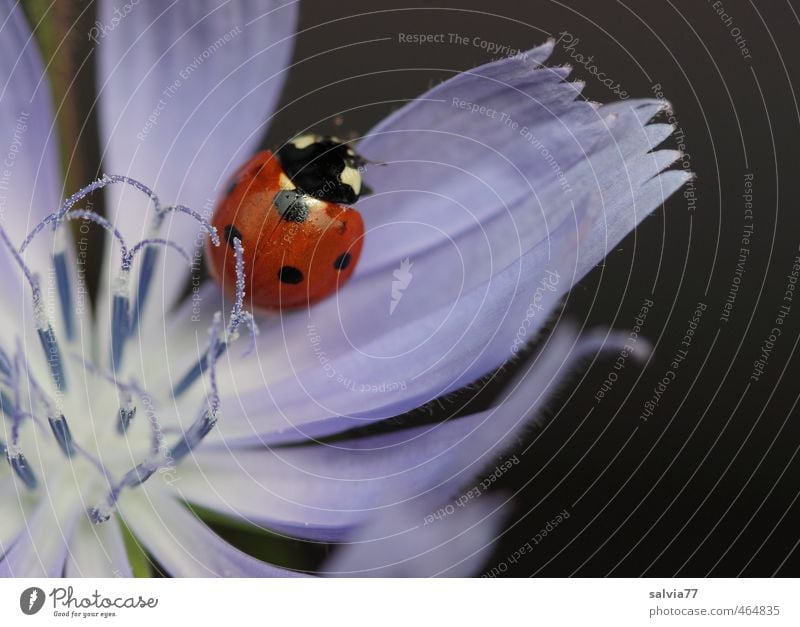 Streicheleinheit Sommer Pflanze Tier Blume Wildpflanze Wildtier Käfer 1 berühren Blühend Duft krabbeln sitzen glänzend blau rot schwarz schön Farbe Natur