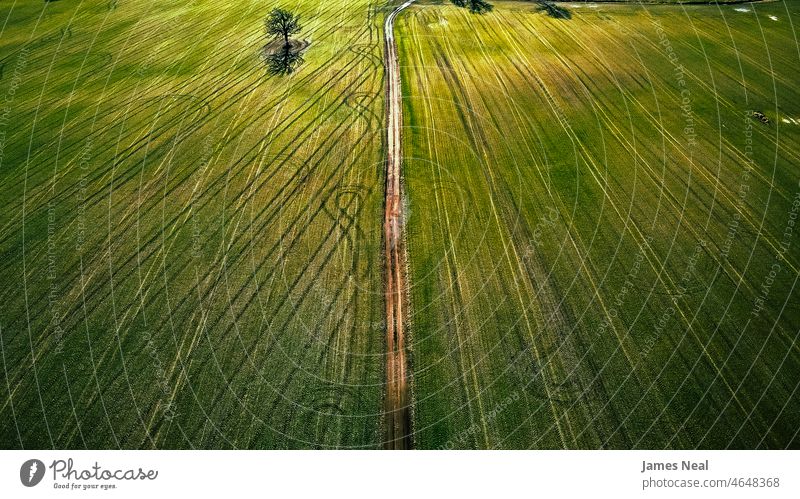 Ein lebendiges landwirtschaftliches Feld bei Tag. Eine unbefestigte Straße verläuft in der Mitte des Feldes, umgeben von Reifenspuren. Gras Frühling Farbe