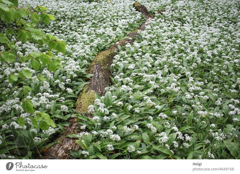 Im Bärlauchwald - Unmenge von Bärlauch blüht am Waldboden, mittendrin ein verwitterter moosbedeckter Baumstamm Bärlauchblüte Mai Naturschauspiel