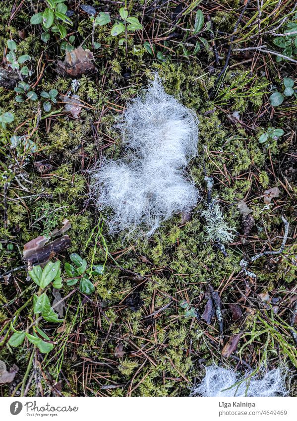 Fell auf Moos Natur grün Pflanze Moosteppich Nahaufnahme Farbfoto Wald Tag Umwelt Wachstum Windstille Waldboden Makroaufnahme Herbst Landschaft weich