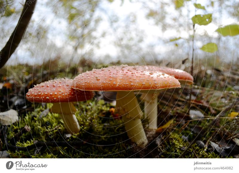 Fliegenpilz Umwelt Natur Pflanze Pilz Wiese natürlich rot Glück Herbst Farbfoto Außenaufnahme Nahaufnahme Detailaufnahme Tag Zentralperspektive