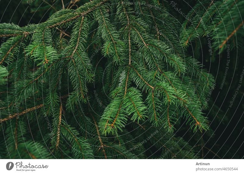 Grüne Tannenbaumblätter und -zweige auf dunklem Hintergrund im Wald. Natur abstrakter Hintergrund. Grüne Nadel Tannenbaum. Weihnachten Tannenbaum Tapete. Tannenbaum Zweig. Schöne Muster der Kiefer Zweig