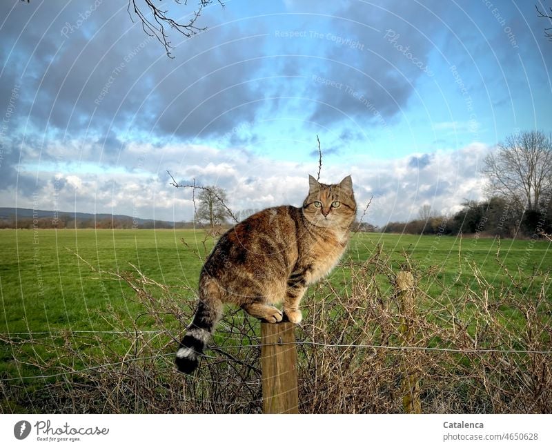 Katze auf ihrem lieblings P(f)osten Landschaft Fauna Natur Tiegerkatze Tier Hauskatze Fell Tierporträt Wiese Bäume Tag Tageslicht sitzen ruhig Wolken Horizont