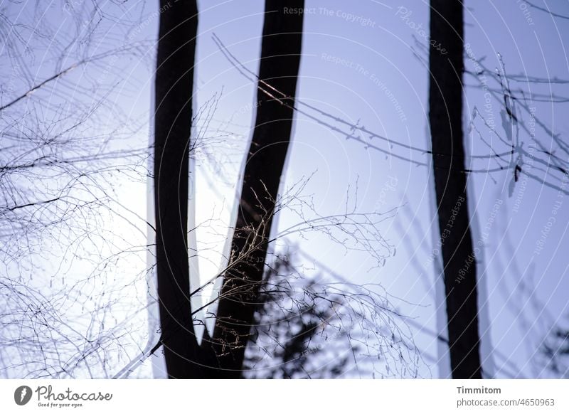 Wintermorgen - VI Baum Bäume Baumstamm Geäst kahl morgens kalt Himmel Sonnenlicht blau Doppelbelichtung Natur Menschenleer Ast Umwelt Zweig Wald