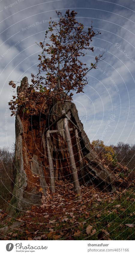 junger Baum wächst in altem Baum vor bedecktem Himmel alter Baum junger baum Herbst Blätter dramatisch Wolken Natur Umwelt Außenaufnahme Herbstlaub