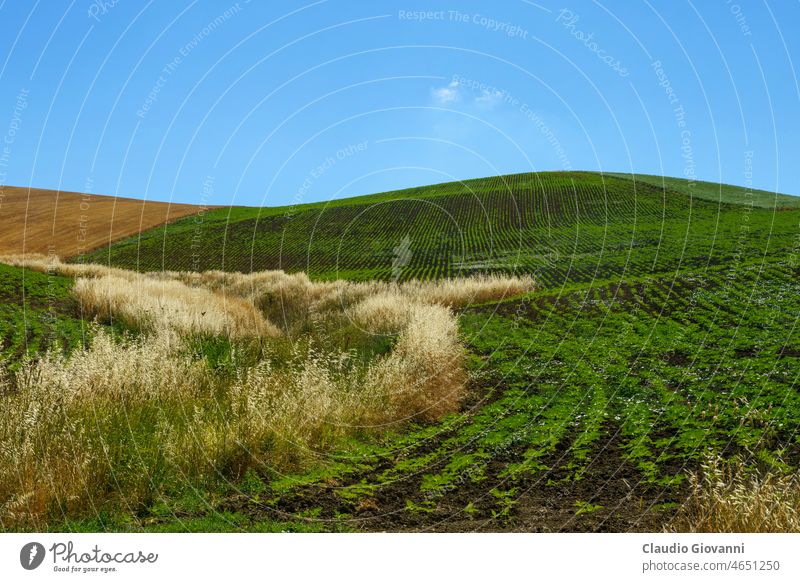 Landschaft entlang der Straße von Termoli nach Serracapriola, Süditalien Adriatico Apulien Campobasso Europa Foggia Italien Juni Molise Ackerbau Farbe Tag Feld