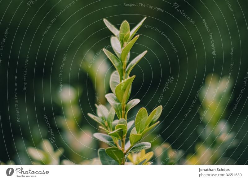 Nahaufnahme Buchsbaum Hecke Gewöhnlicher Buchsbaum Buxus sempervirens Buchsbaumgewächse Buchsbaumhecke Pflanze grün Außenaufnahme Farbfoto Sträucher Garten