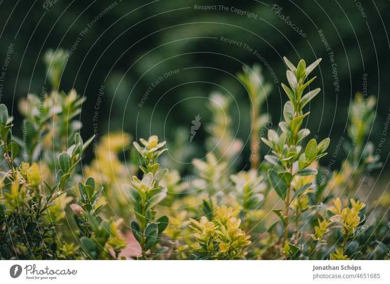 Nahaufnahme Buchsbaum Hecke Gewöhnlicher Buchsbaum Buxus sempervirens Buchsbaumgewächse Buchsbaumhecke Pflanze grün Außenaufnahme Farbfoto Sträucher Garten