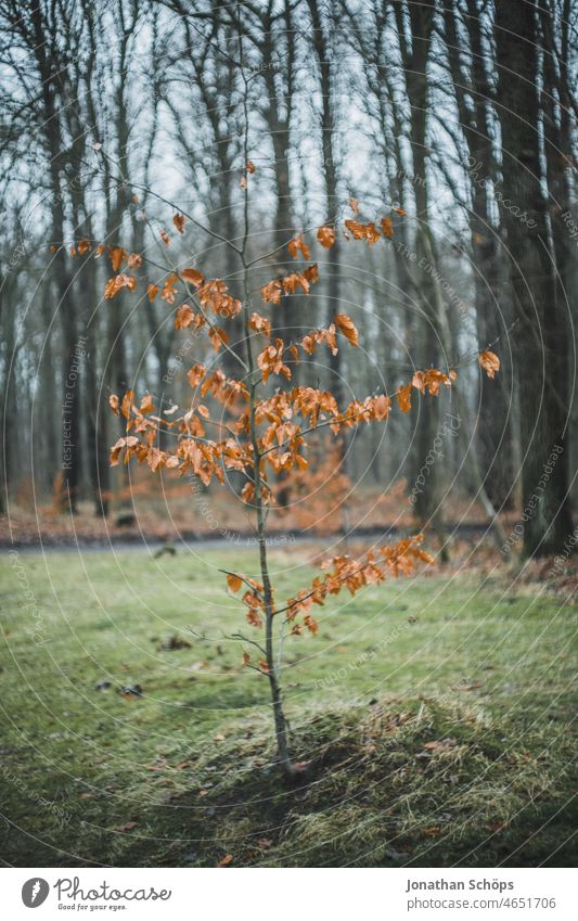 kleiner junger Baum im Wald Portrait Wiese Waldwiese Natur Holz Außenaufnahme Umwelt Menschenleer Winter baumportrait Farbfoto Pflanze Nahaufnahme Tag Baumstamm