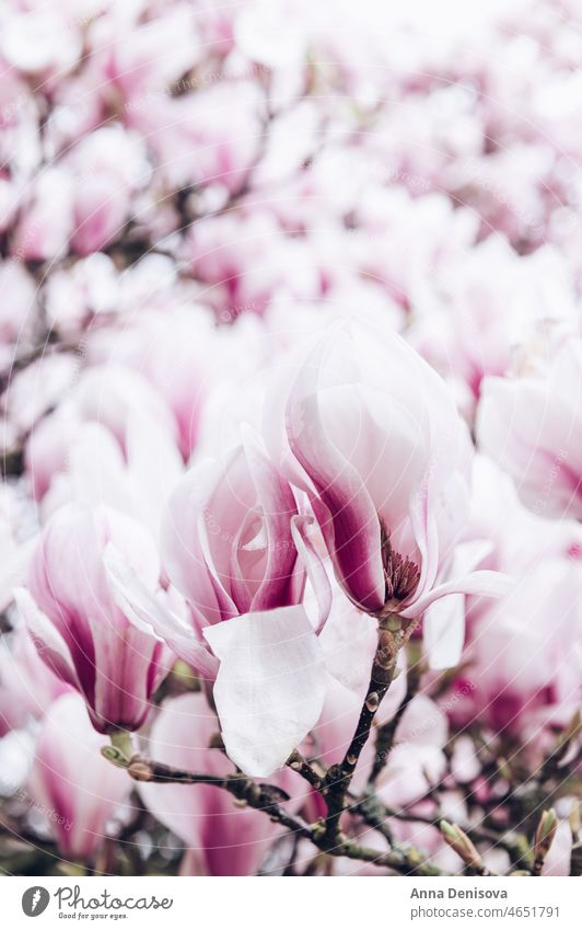 Rosa Magnolienbaum mit blühenden Blumen während des Frühlings Baum Buchse Garten Licht rosa Bank Weg Strauch Überstrahlung Englisch Großbritannien Park