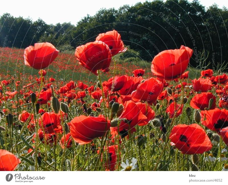 Mohnblumen rot Feld mehrfarbig