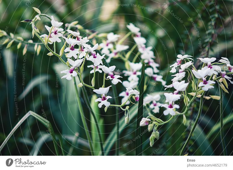 Blühende Calanthe vestita Orchidee im botanischen Garten Vogelmiere Alismorchis vestita südostasien asiatisch Preptanthe vestita Phaius vestitus