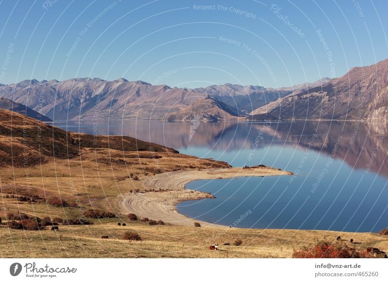 AmSee Umwelt Natur Landschaft Himmel Wolkenloser Himmel Herbst Schönes Wetter Sträucher Wiese Hügel Felsen Alpen Seeufer Bucht blau Gefühle Stimmung