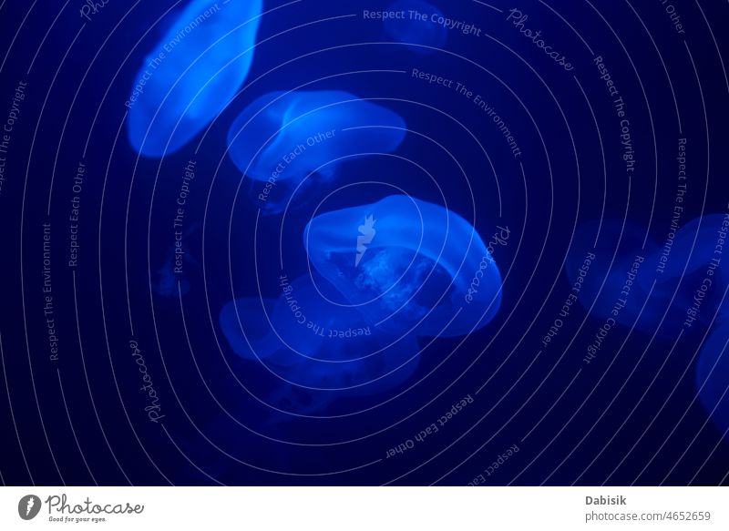 Qualle schwimmt unter Wasser im Aquarium blau MEER Götterspeise Hintergrund Nahaufnahme tief Gefahr glühen Zoo Meer Leben Medusa Natur Tier dunkel exotisch eine