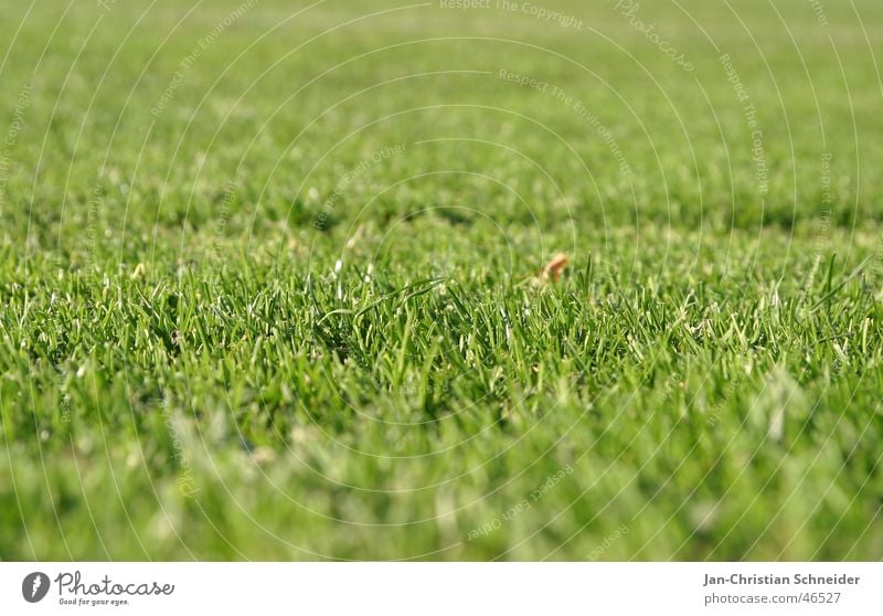 Rasen Fußballplatz grün Gras Feld