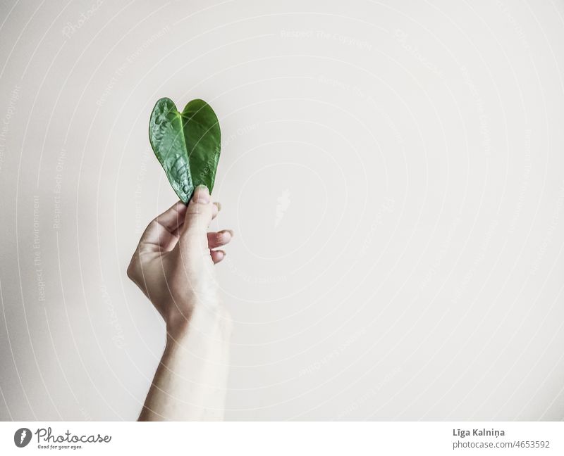 Abgeschnittener Arm, der ein herzförmiges Blatt hält Herz Herzform romantisch Valentinsgruß Liebe Valentinstag Romantik Konzept Symbol Feiertag Hintergrund Form