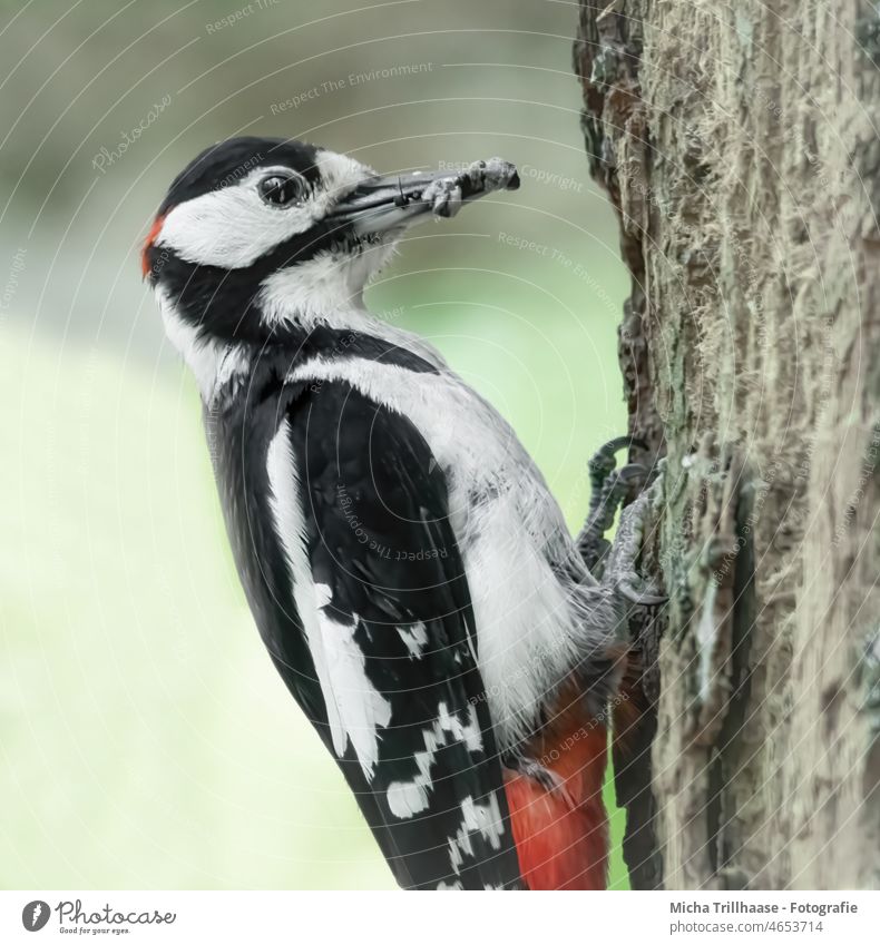 Buntspecht bringt Futter für den Nachwuchs Dendrocopos major Specht Kopf Schnabel Auge Tiergesicht Flügel Feder Krallen Vogel Wildtier gefiedert Baumstamm