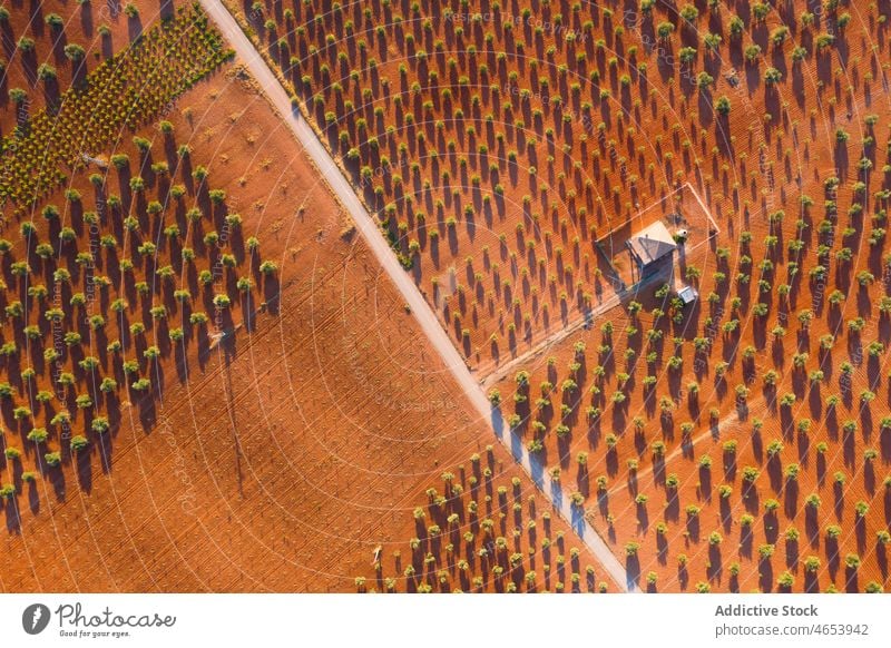 Pflanzenreihen auf einem landwirtschaftlichen Feld Ackerbau Reihe Bauernhof Landschaft Schonung Ackerland kultivieren Agronomie Sommer Wachstum Boden fruchtbar