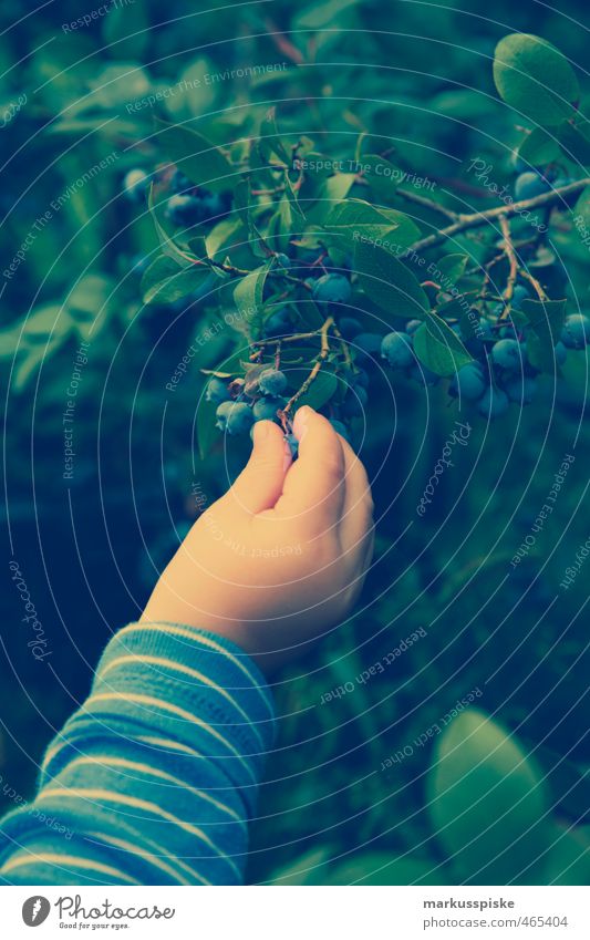 kind pflückt heidelbeeren Lebensmittel Frucht Blaubeeren Schwarzbeeren Mollbeere Wildbeere Waldbeere Bickbeere Zeckbeere Moosbeere Vaccinium myrtillus Heubeere