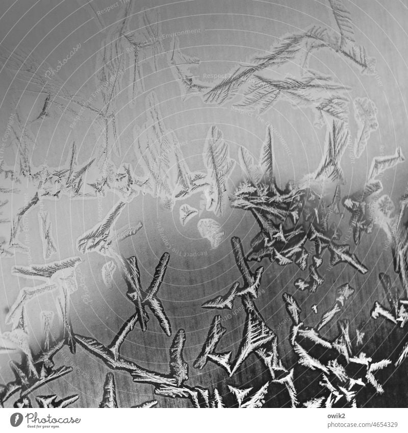 Eisdiele Eisblumen kalt bizarr Autofenster abstrakt Strukturen & Formen Blühend diffus schemenhaft Fenster unklar minimalistisch Natur rätselhaft geheimnisvoll