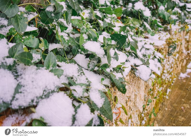 Abstrakter Hintergrund von gefrorenen grünen Pflanzen Schnee Winter Natur Wetter verschneite kalt frieren natürlich im Freien Makro Detailaufnahme abstrakt