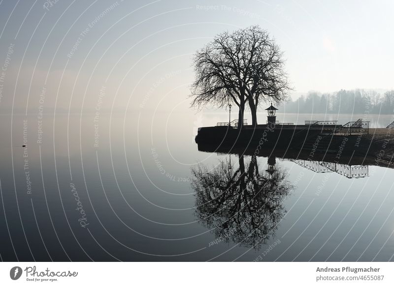 Baum am See im Gegenlicht Waginger See Morgens Spiegelung Morgenlicht stimmungsvoll verlassen leer Natur Schwarzweiß draußen Stille still ruhig einsam Trauer