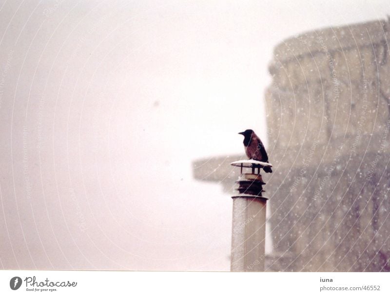 Rabenwetter Rabenvögel Krähe Einsamkeit Denken schwarz kalt Wien Außenaufnahme Winter Vogel Schneeflocke Nebel Denkmal flaggturm warme füße Schornstein