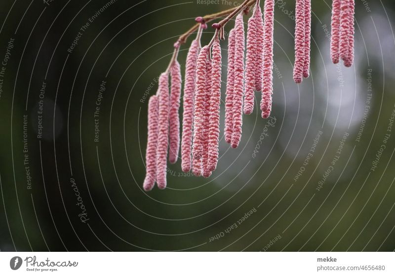 Rosa Haselblüten als Zeichen des Frühlings Blüte rot Haselnuss rote Haselnuss Allergie Heuschnupfen Natur Nahansicht Blütenstand blühen