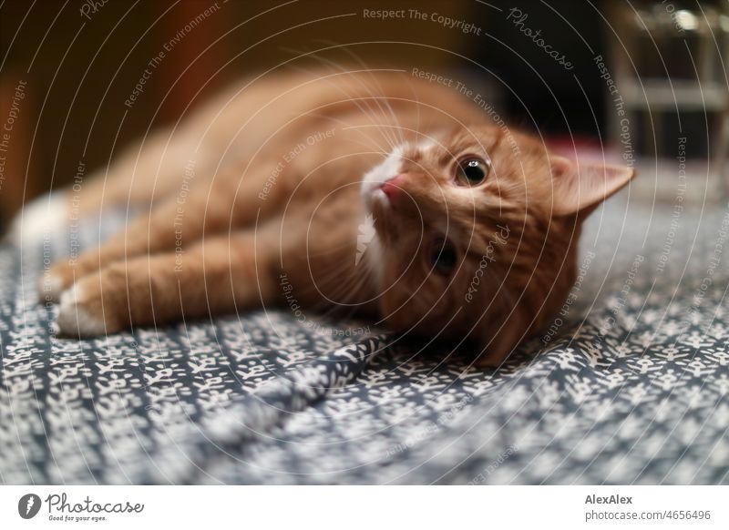 getigerter, roter Kater mit weißen Pfoten liegt auf der Seite auf einem Tisch mit Tischdecke und schaut schräg in die Kamera. Katze Hauskatze Haustier Tier