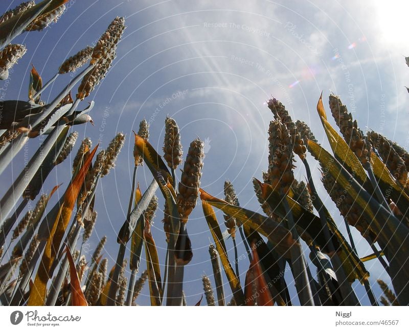 Getreide Weizen Feld Ähren Mehl Feldfrüchte Pflanze Himmel blau niggl