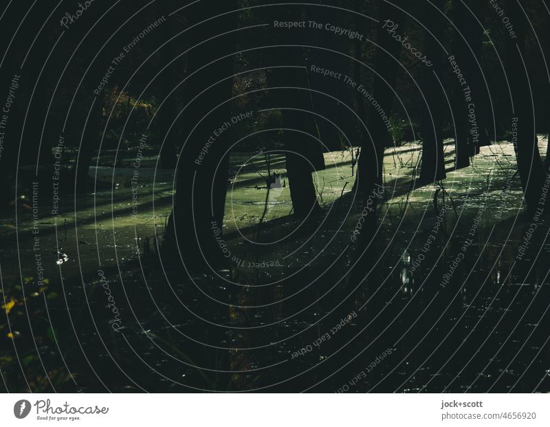 Die letzten Sonnenstrahlen des Tages erreichen das Feuchtgebiet Briesetal Natur Moorsee Baum Sumpf Wald Strukturen & Formen Brandenburg Schatten