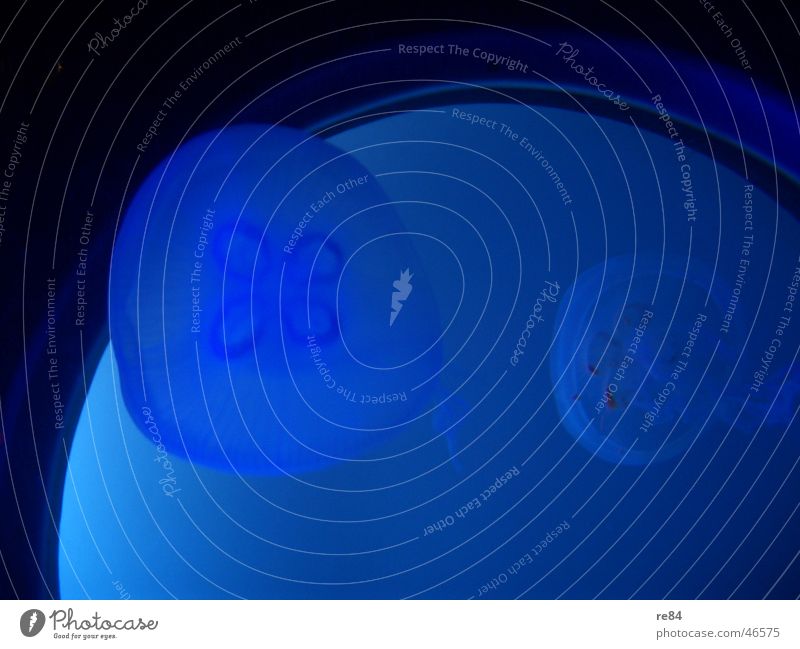 Qualle - Sea Life Oberhausen Leben See Meer schwarz Aquarium liquide Sealife Lebewesen Tier sea Nordsee Ostsee blau Wasser Natur
