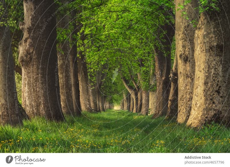 Baumreihen im Wald Pflanze Wälder Waldgebiet Natur vegetieren wachsen Hain Weg Fußweg Frühling Gras Wachstum Umwelt üppig (Wuchs) hoch malerisch Flora Sommer