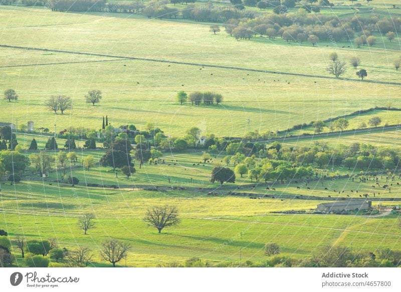 Feld mit Bäumen und Gebäuden Landschaft ländlich Baum Pflanze Natur Viehbestand Tier Ackerland Grasland Herde Lebensraum vegetieren wachsen Wachstum Umwelt