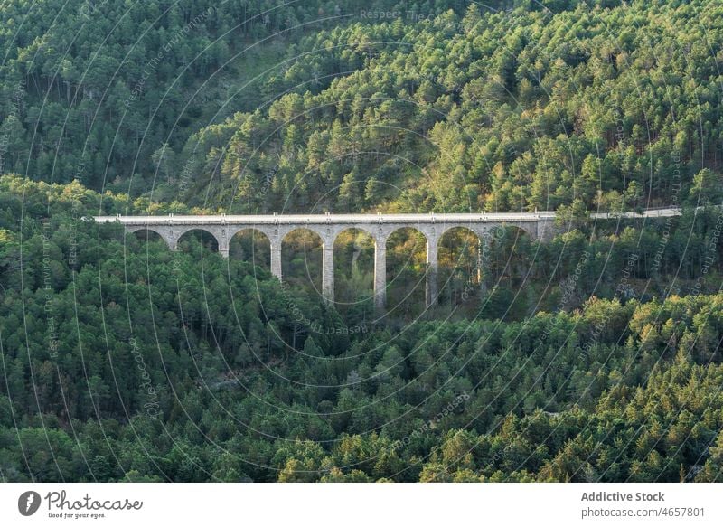 Brücke über Wald mit Bäumen Baum Pflanze Wälder Waldgebiet Natur vegetieren wachsen Konstruktion Wachstum Umwelt üppig (Wuchs) hoch malerisch Flora Sommer