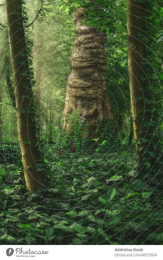 Hoher Baum mit grünem Laub Pflanze Blatt Laubwerk Wald Wälder Waldgebiet Kofferraum Natur vegetieren Wachstum Umwelt wachsen üppig (Wuchs) hoch malerisch Flora