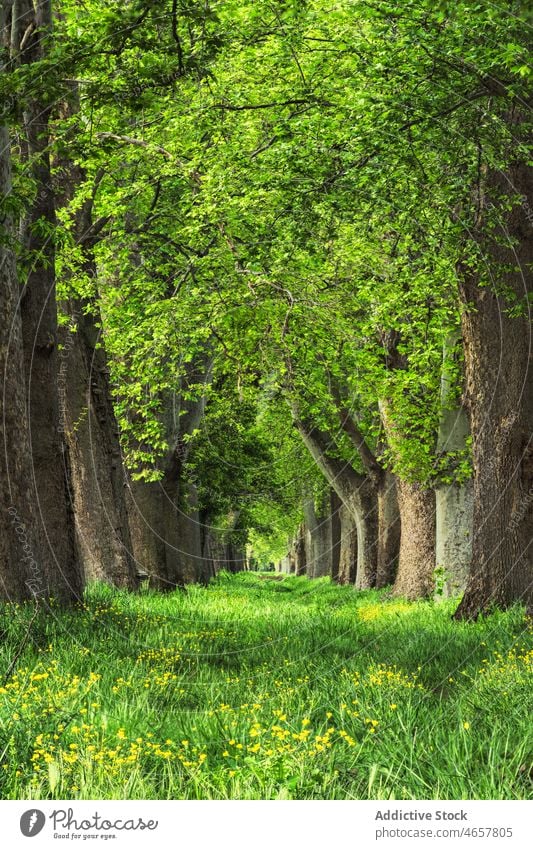 Baumreihen im Wald Pflanze Wälder Waldgebiet Natur vegetieren wachsen Hain Weg Blumen Fußweg Frühling Blüte Gras Wachstum Umwelt üppig (Wuchs) hoch malerisch